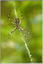araignée épeire (68)